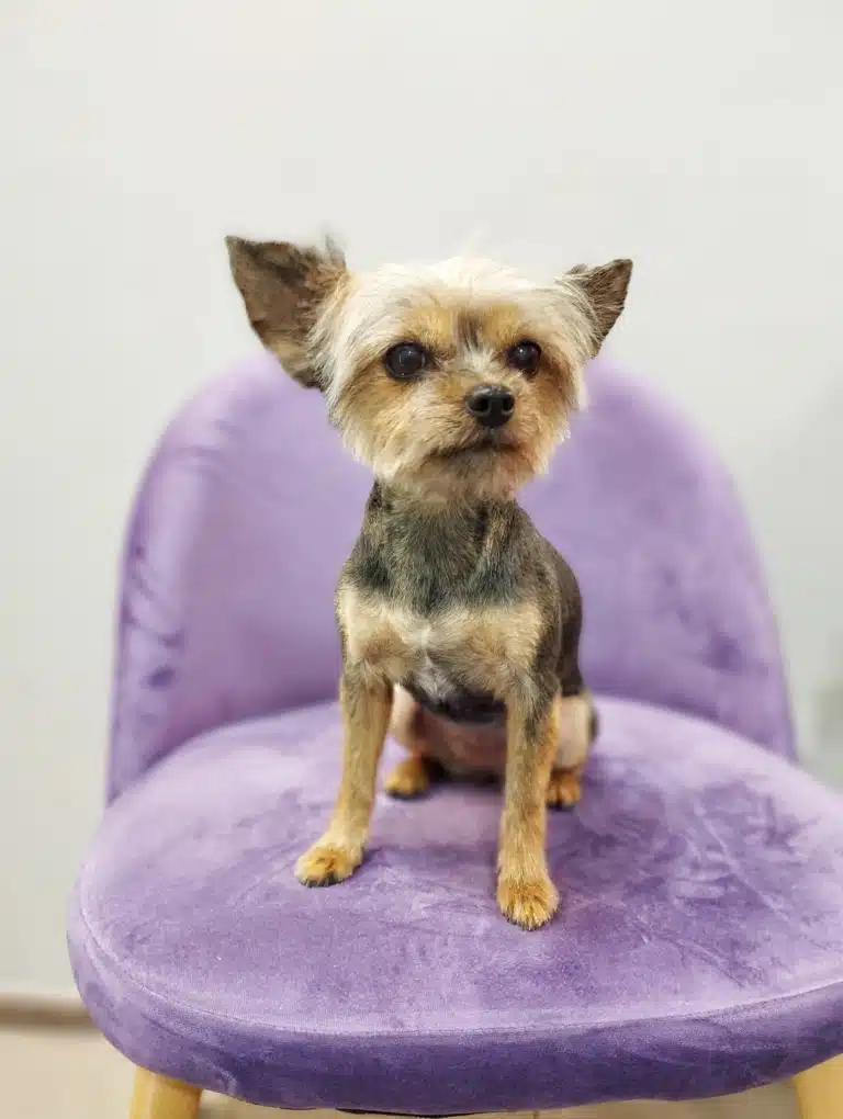 Підстрижений йорк на фіолетовому велюровому стільці