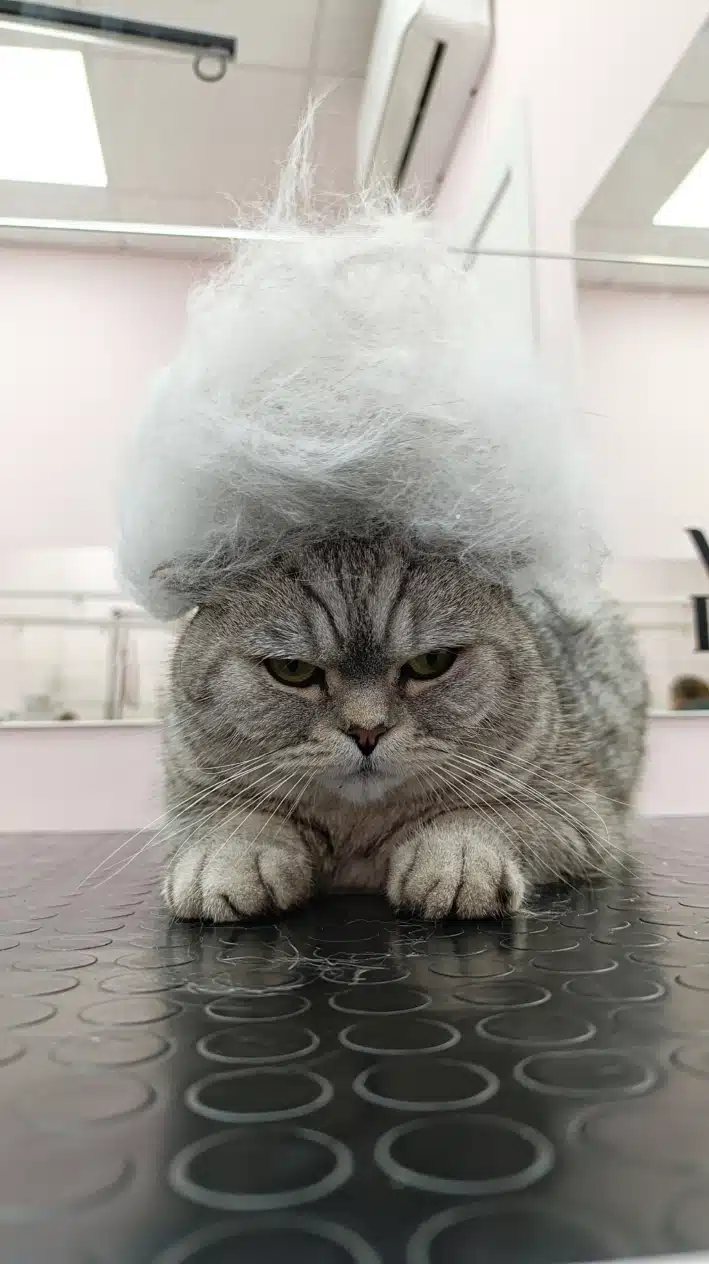 Невдоволена кішка з купою вичесаної шерсті на голові