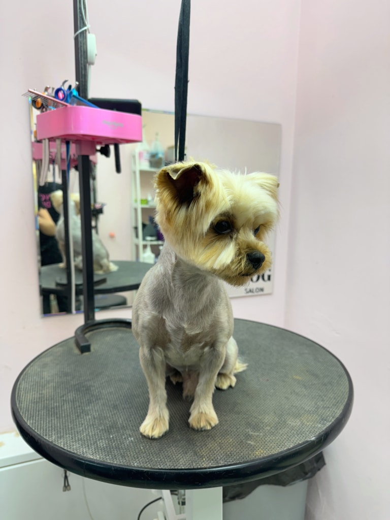 Йорк з короткою стрижкою готовий до літньої відпустки