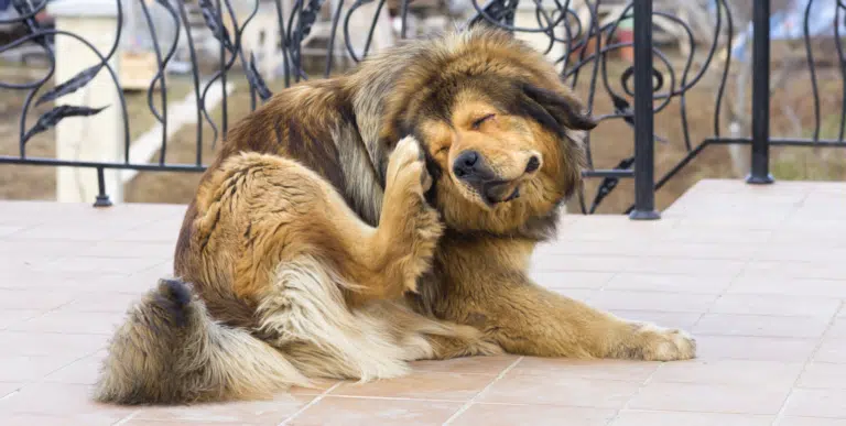 Собака чухає лапою праве вухо на подвір'ї