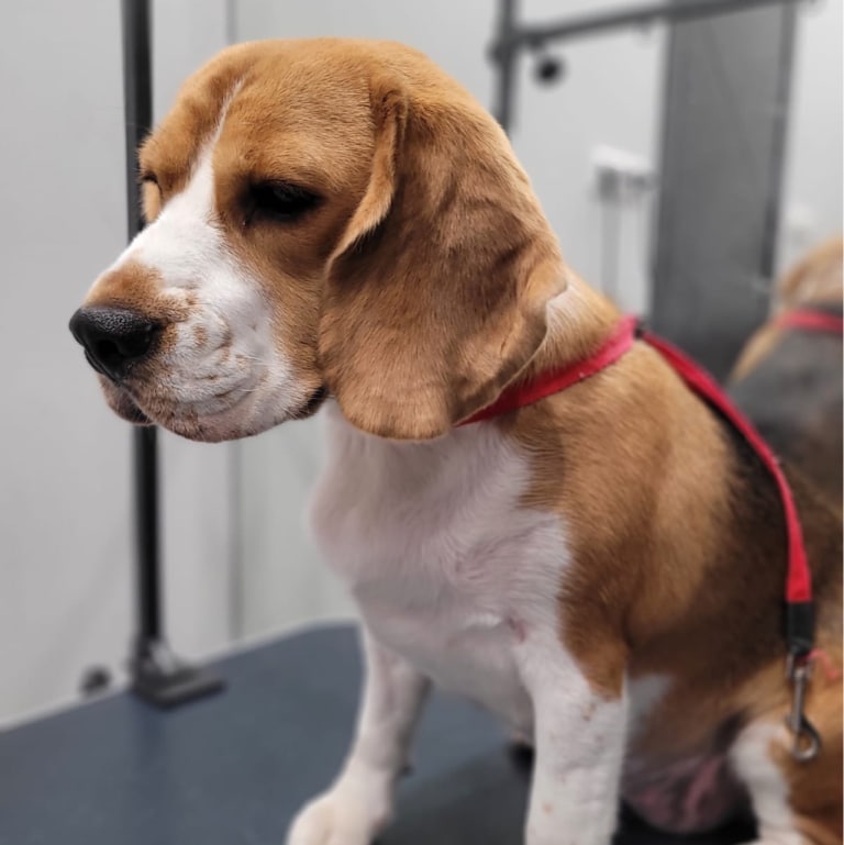 Бігль з рожевою ринговкою усвідомлює, що його чекає на грумінгу