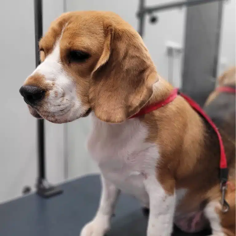 Бігль з рожевою ринговкою усвідомлює, що його чекає на грумінгу