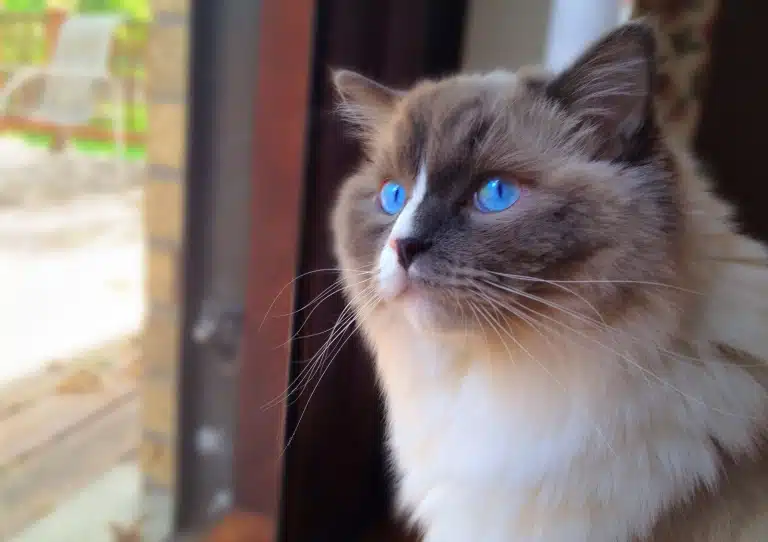 Регдол щось уважно видивляється через дерев'яне вікно