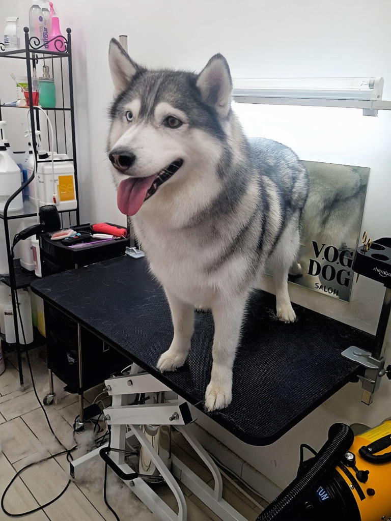 Хаскі стоїть перед дзеркалом V.O.G DOG SALON