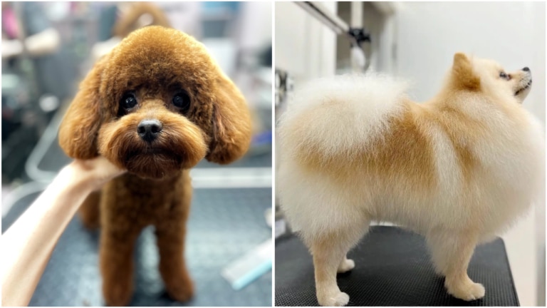 Різниця стрижок мальтіпу та шпіців