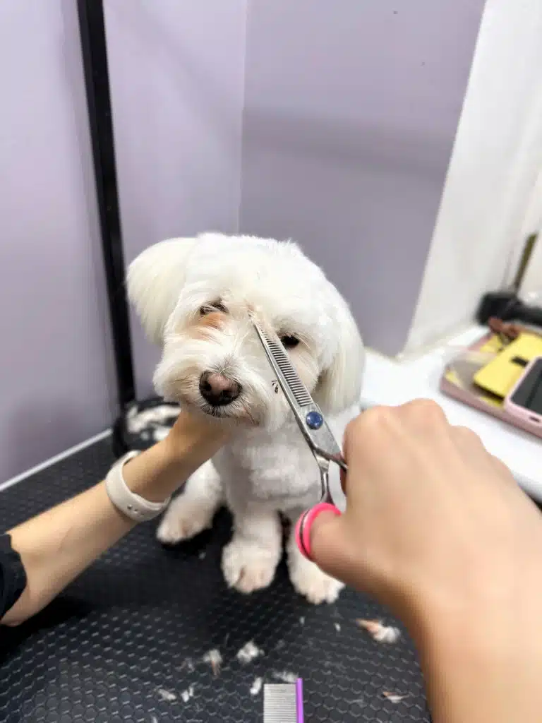 Грумер ножицями прибирає шерсть у зоні очей, виконуючи гігієнічну стрижку