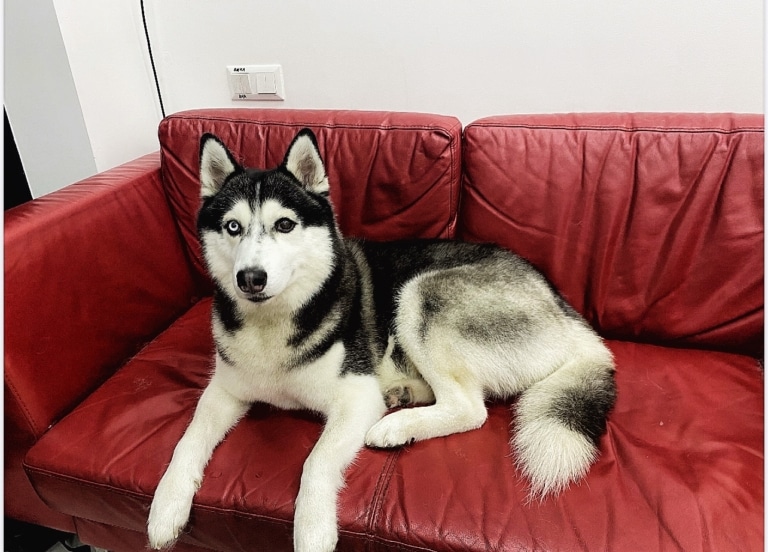 Хаскі лежить на червоному дивані зі шкіри