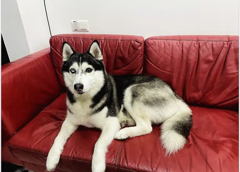 Хаскі лежить на червоному дивані зі шкіри