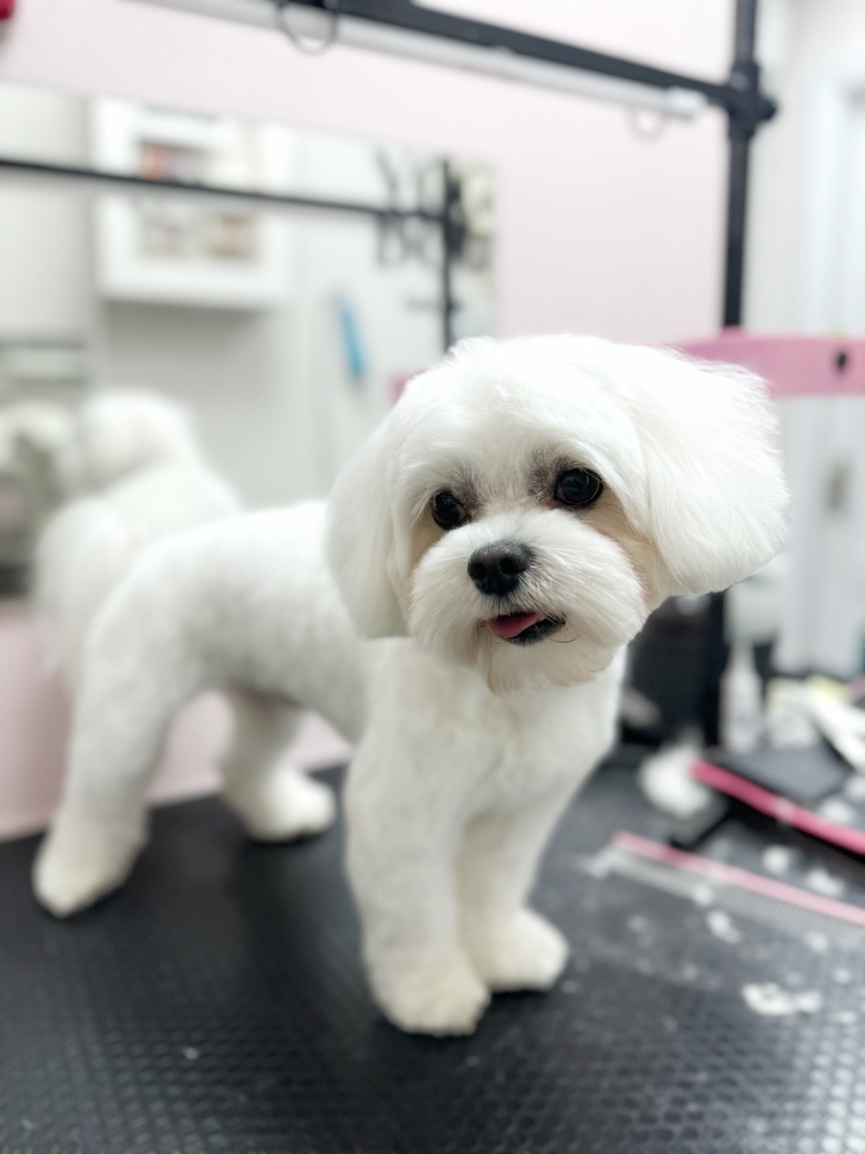 Maltese bolonka: pros and cons of the breed - V.O.G DOG