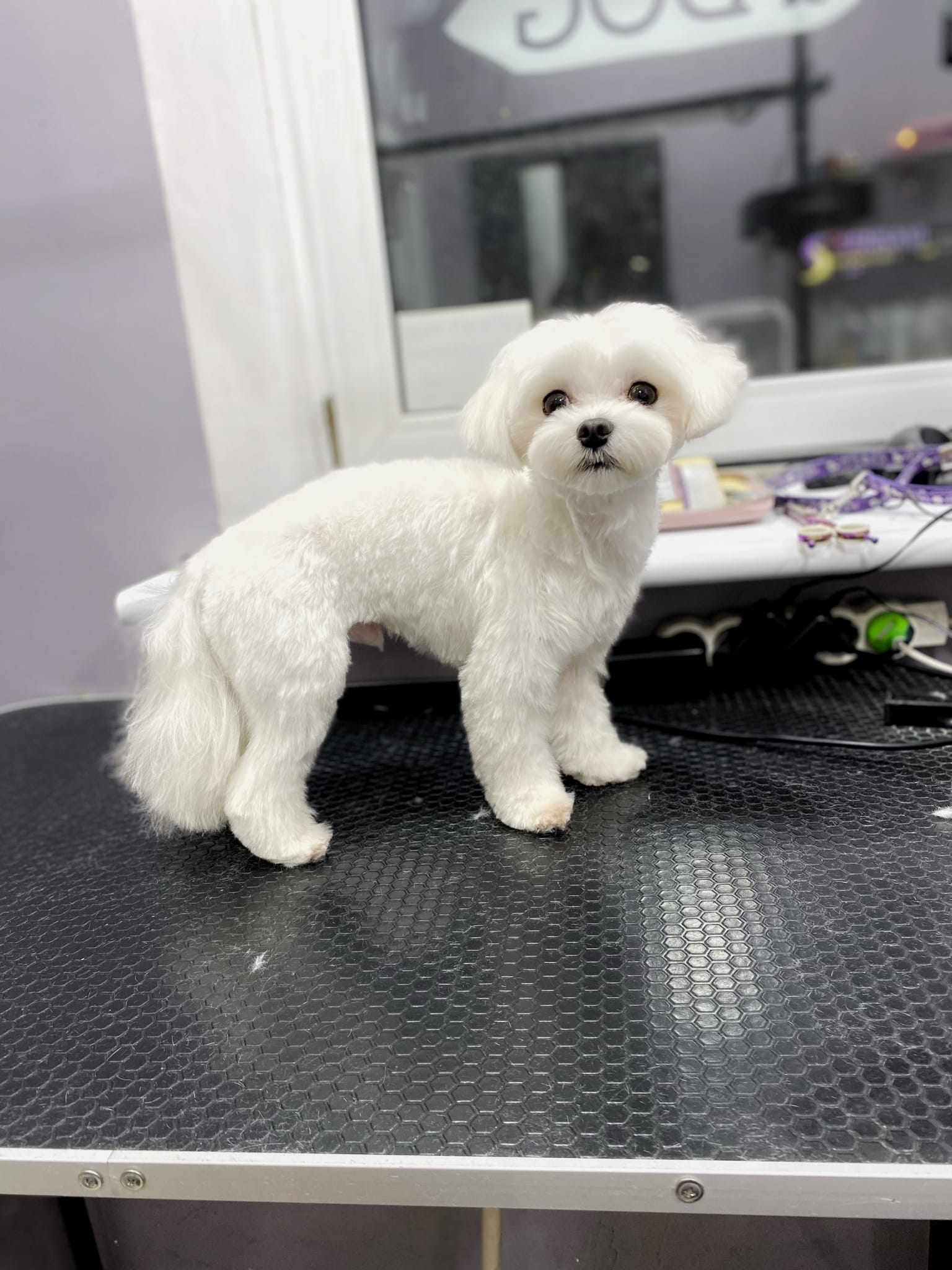 Мальтезе фото