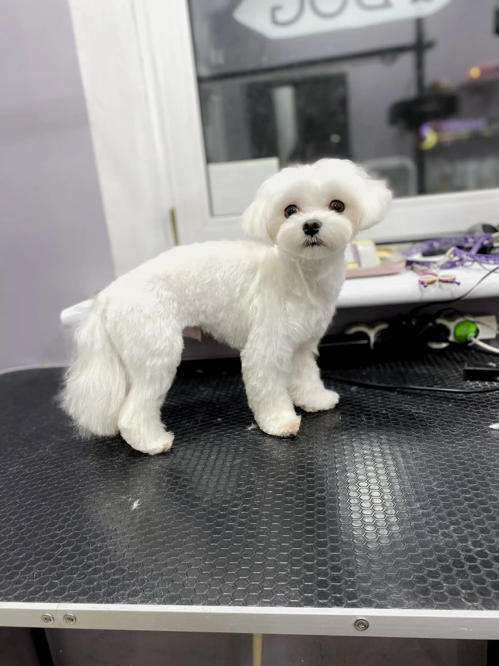 Мальтезе фото