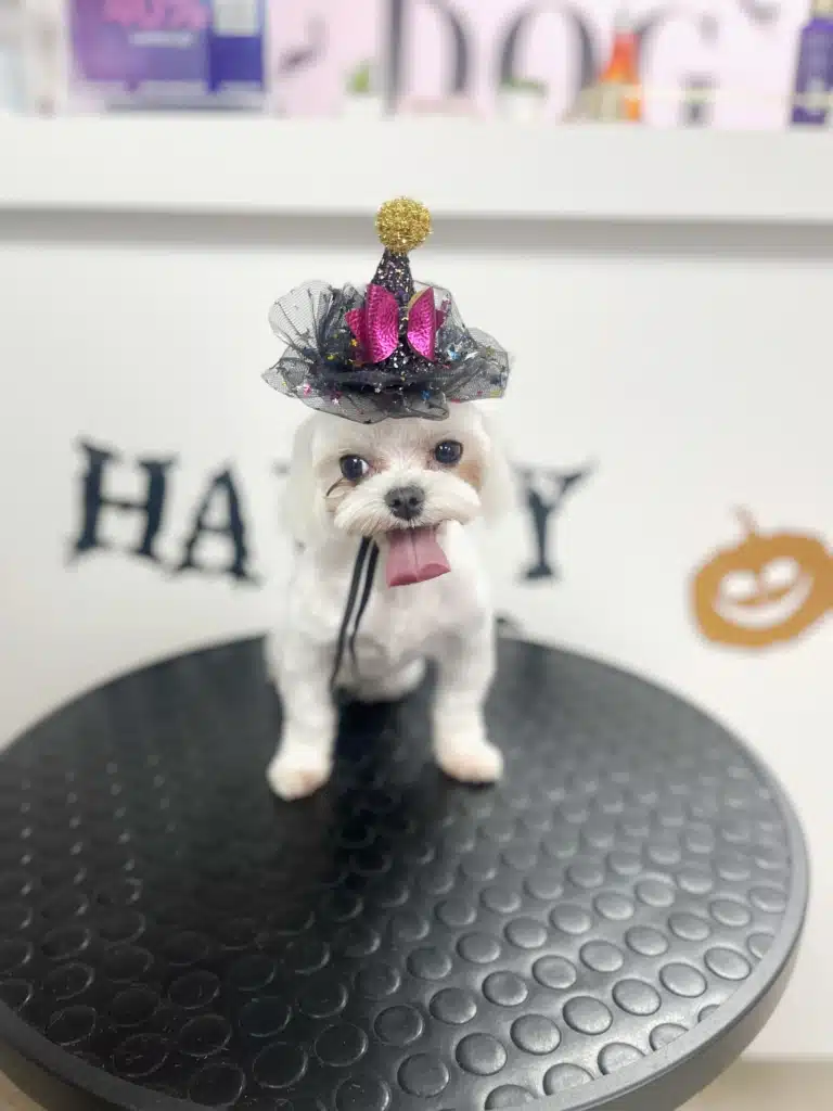 Мальтезе білого окрасу у капелюшку до Хелловіну