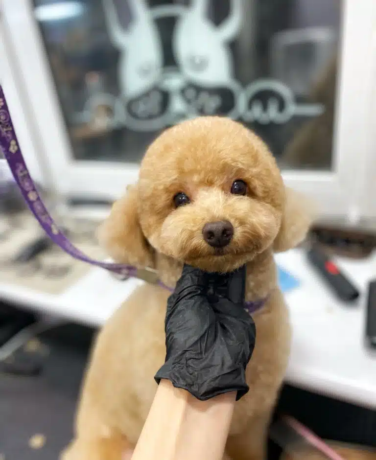 Рука грумера в рукавичці чорного кольору тримає голову мальтіпу