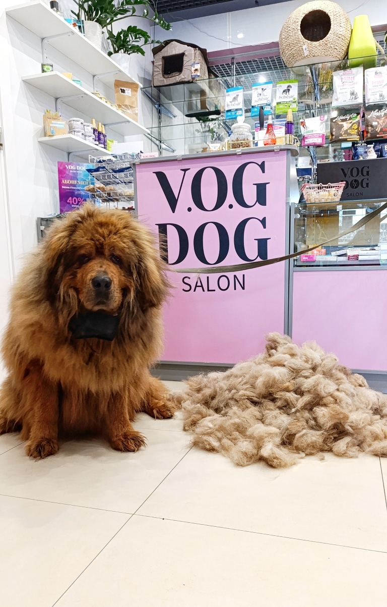 Мастиф з вичісаним підшерстям поруч позує навпроти рецепції