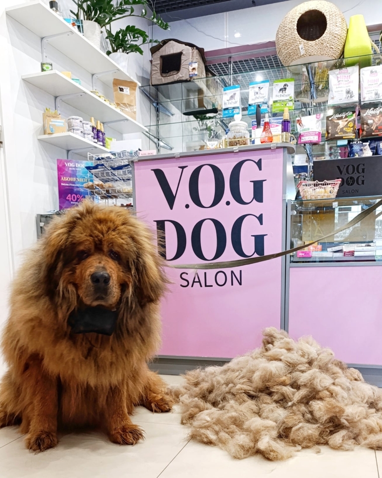 Мастиф з вичісаним підшерстям поруч позує навпроти рецепції