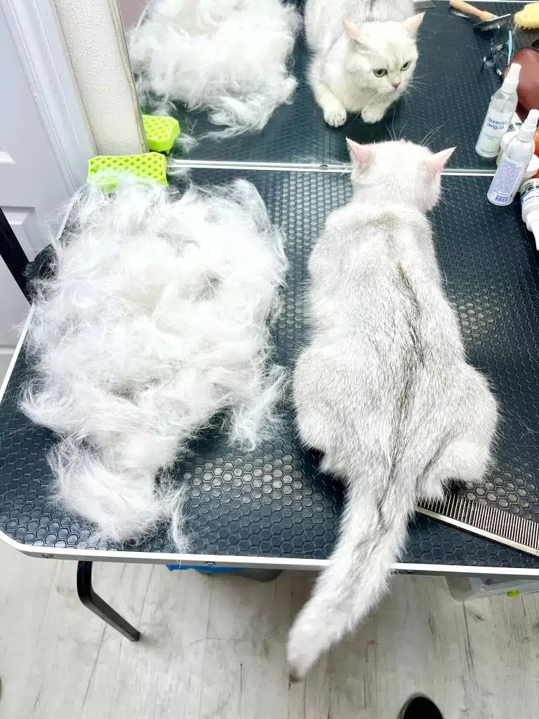 Кіт спокійно лежить пузиком на грумерському столі під час комплексу з вичісуванням