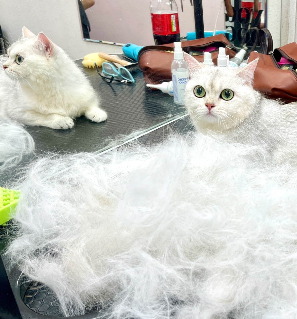 Білий кіт в шоці, що він менший за купу підшерстя, що з нього вичісали