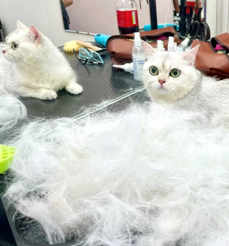 Білий кіт в шоці, що він менший за купу підшерстя, що з нього вичісали