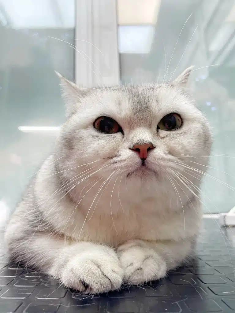 Кіт з хитрими очима сподівається уникнути купання