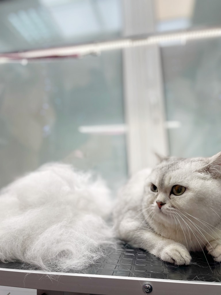 Кіт не надто задоволений, що його цілу годину чесали в грумерській