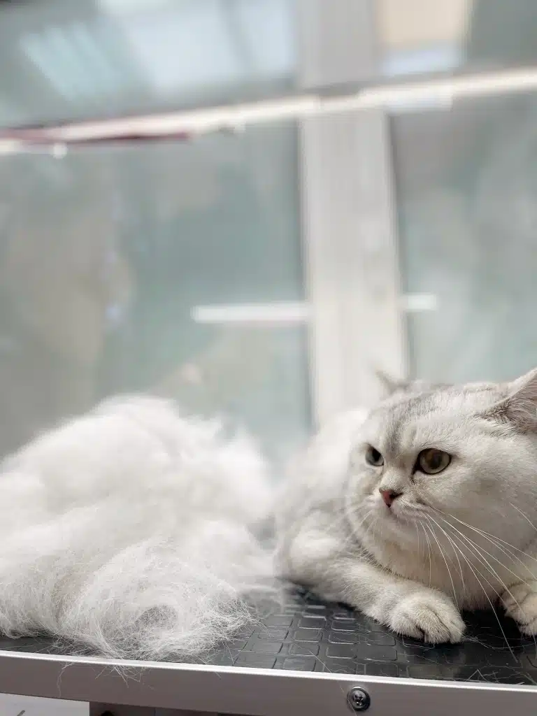 Кіт не надто задоволений, що його цілу годину чесали в грумерській