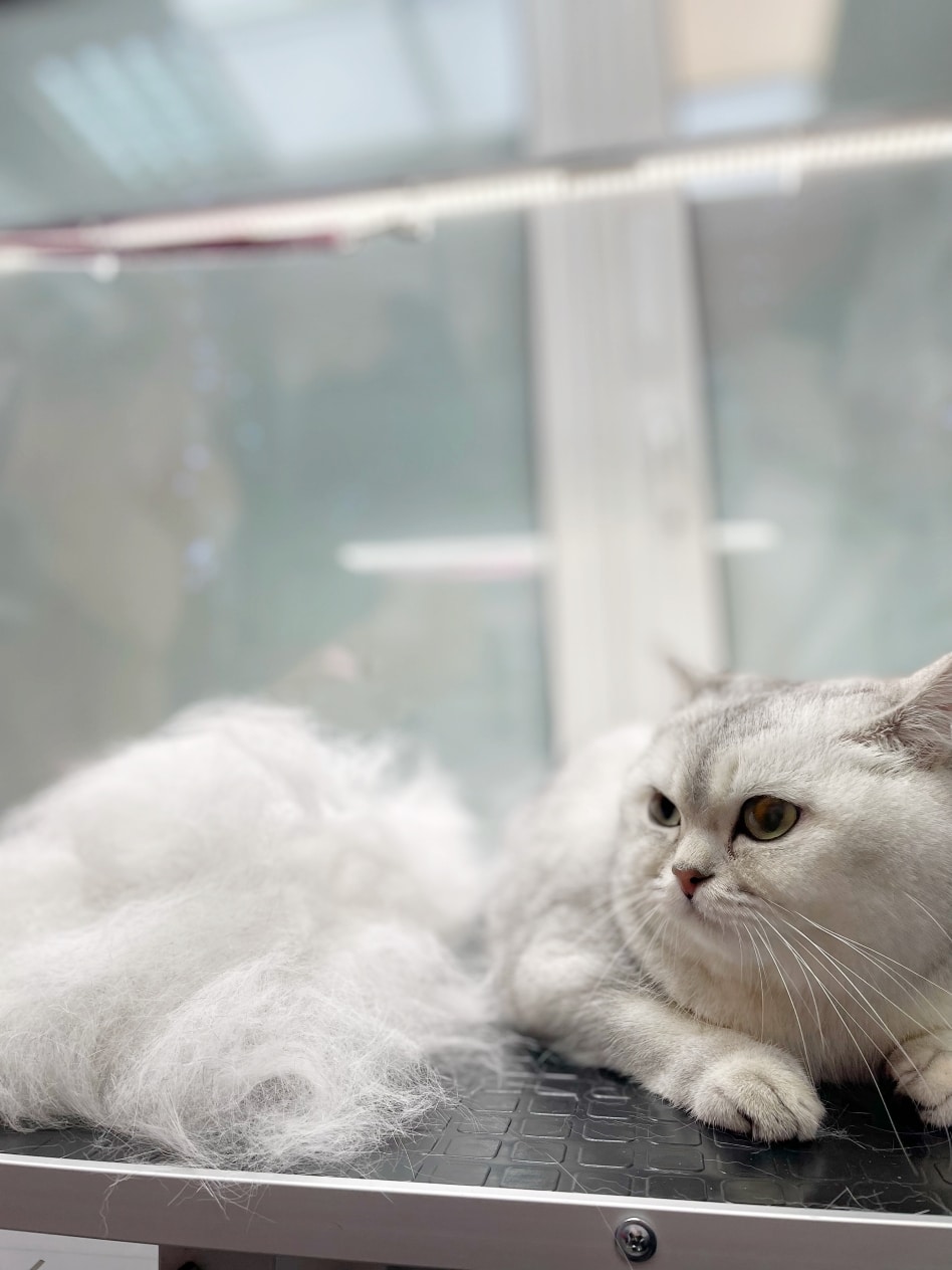 Кіт не надто задоволений, що його цілу годину чесали в грумерській