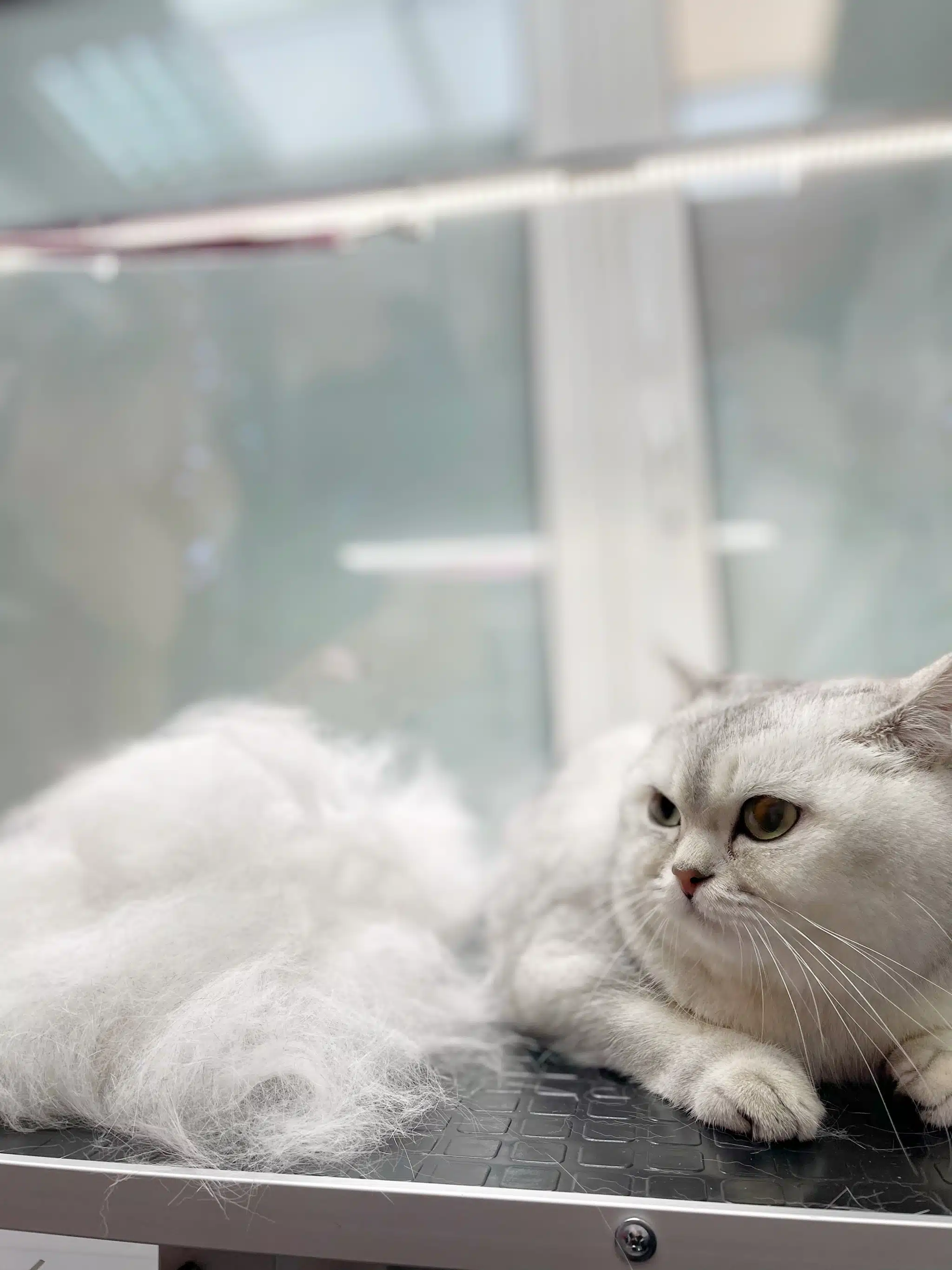 Кіт не надто задоволений, що його цілу годину чесали в грумерській