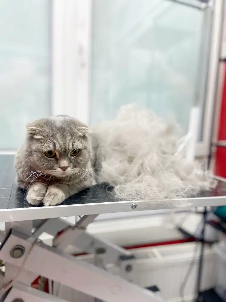 Кіт почав розуміти, що додому він піде з оновленою шубкою