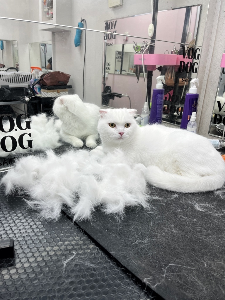 Білий кіт допоміг грумеру зібрати своє підшерстя після вичісу у купку