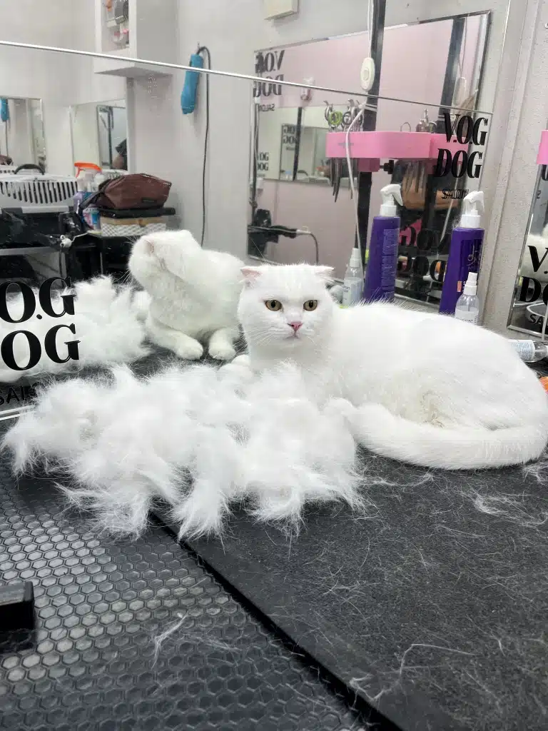 Білий кіт допоміг грумеру зібрати своє підшерстя після вичісу у купку