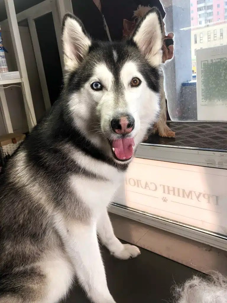 Хаскі з різнокольоровими очами повернувся до фотографа мордочкою