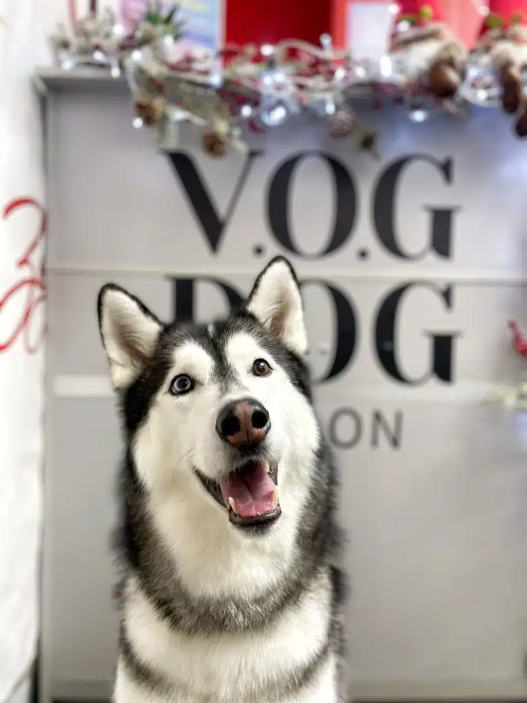 Хаскі з відкритим ротом дивиться на власника на фоні рецепції салону