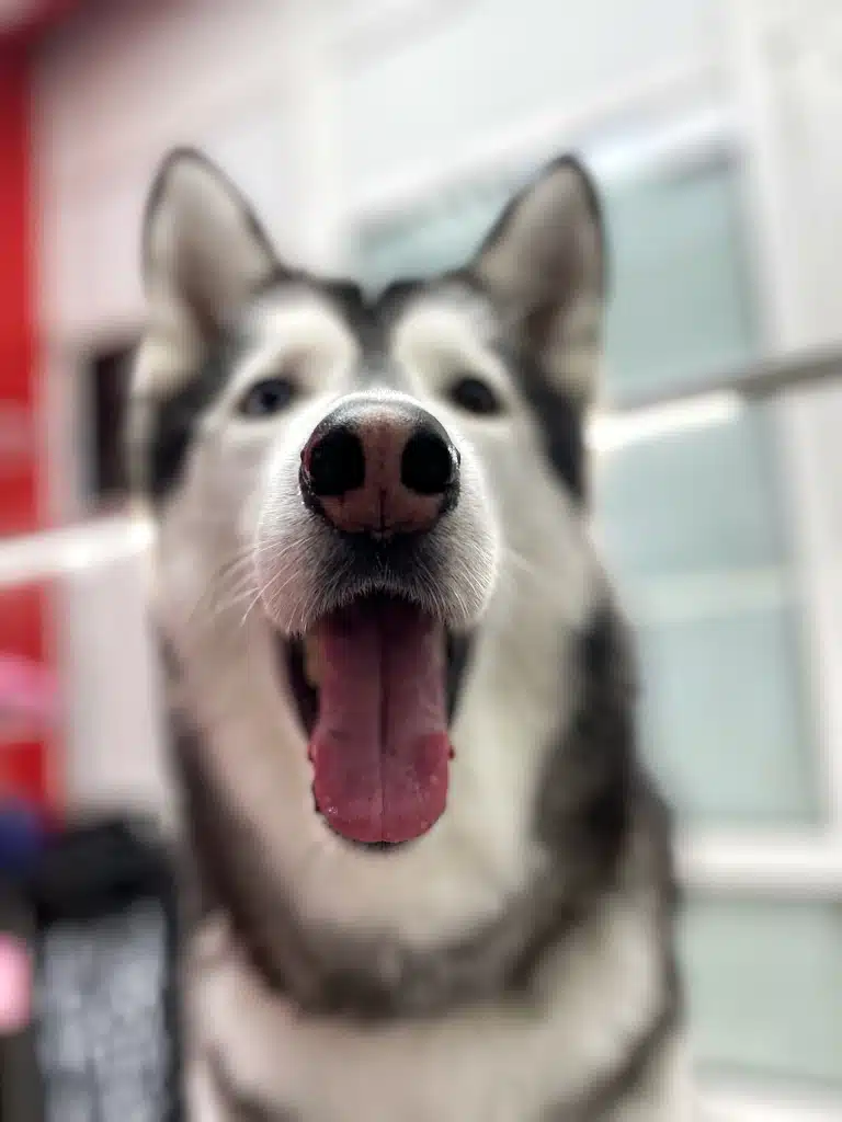 Чистий ніс та язик свідчать про міцне здоров'я хаскі