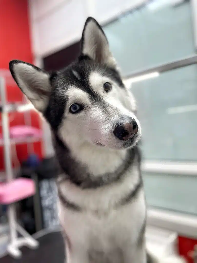 Хаскі вирішив порозмовляти зі своїм майстром та слухає відповідь на своє запитання