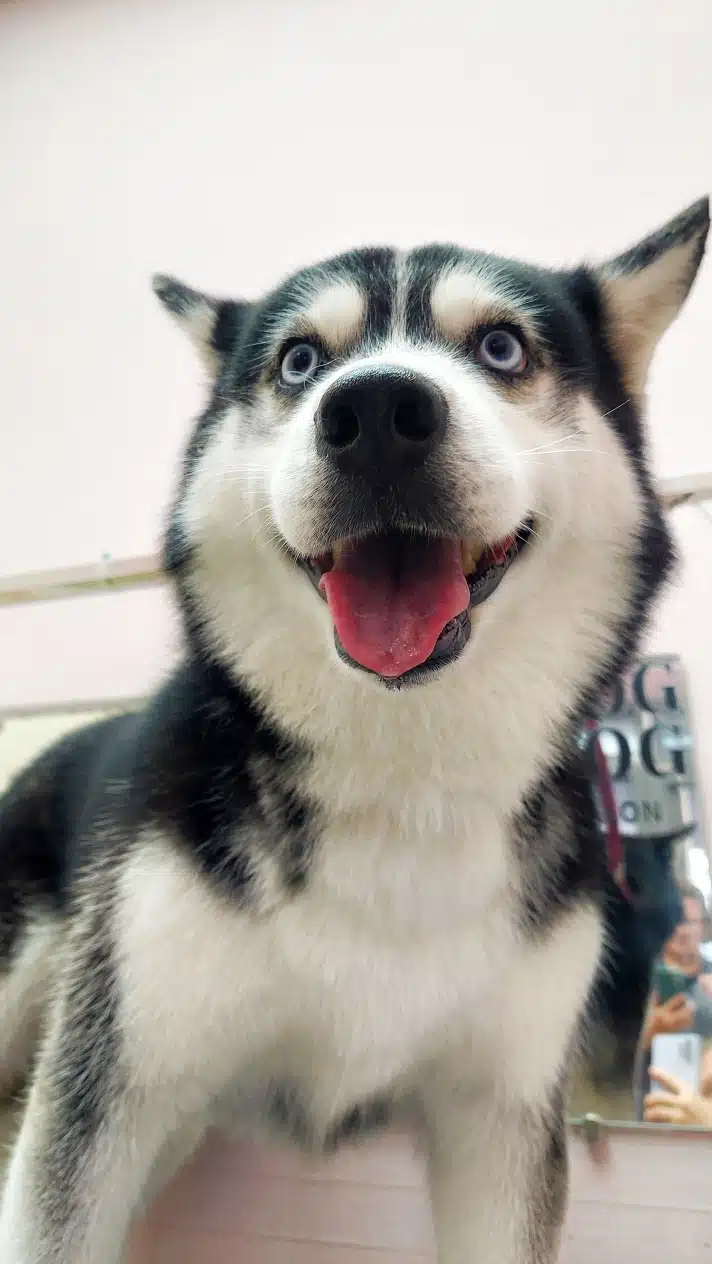 Щасливий хаскі, адже УЗЧ вже завершено і час йти додому