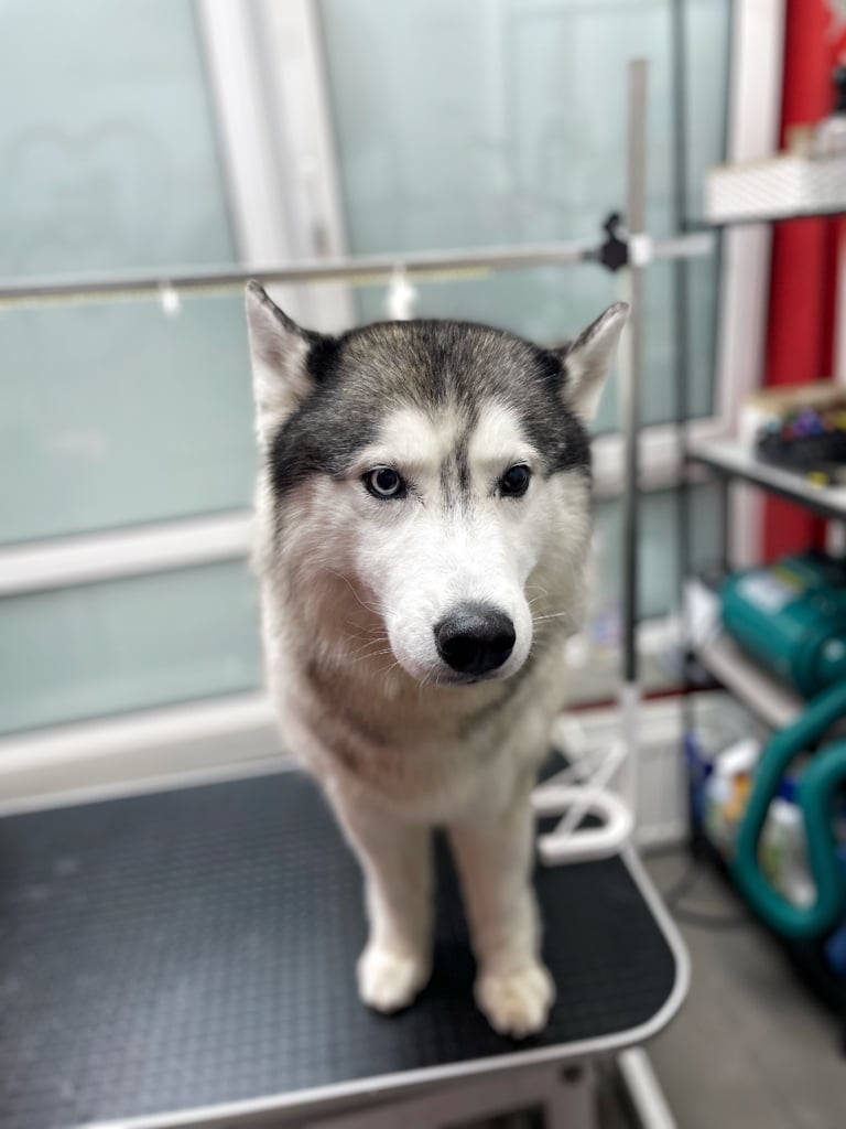 Грумер сфотографува хаскі, що оцінити результат своєї роботи