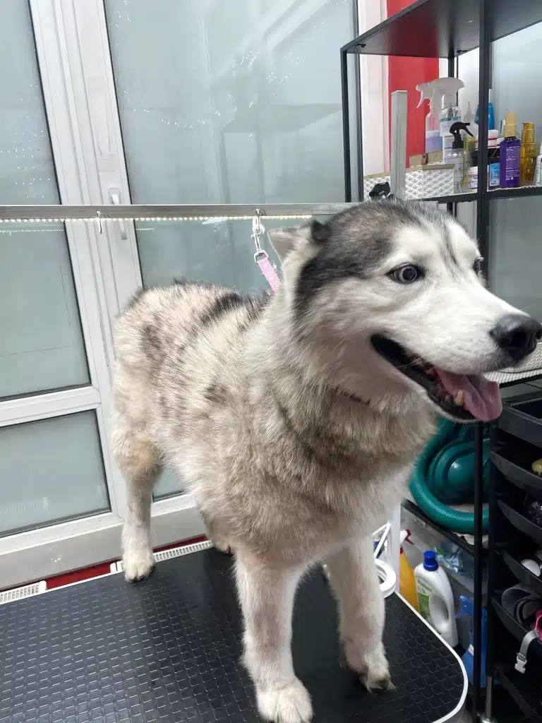 Хаскі вже майже сухий після купання, але слід ще досушити