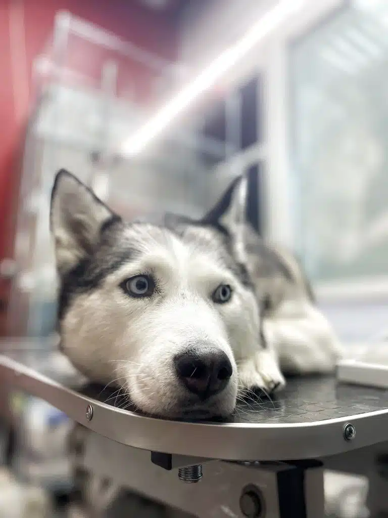 Хаскі поклав голову на стіл та сумно спостерігає за прибиранням салону