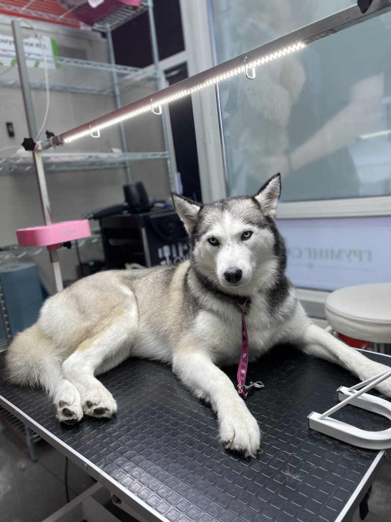 Хаскі почувається крутим після завершення всіх процедур з догляду за шерстю