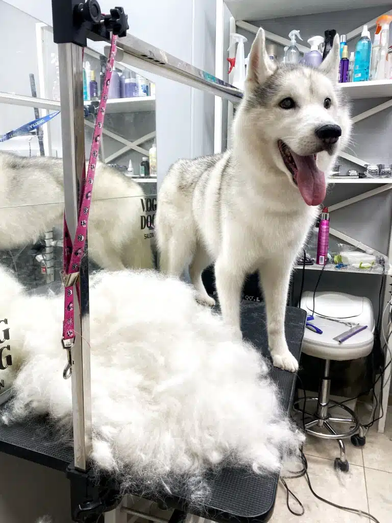 Одну половину грумерського столу займає хаскі, а іншу - біле підшерстя після вичісу