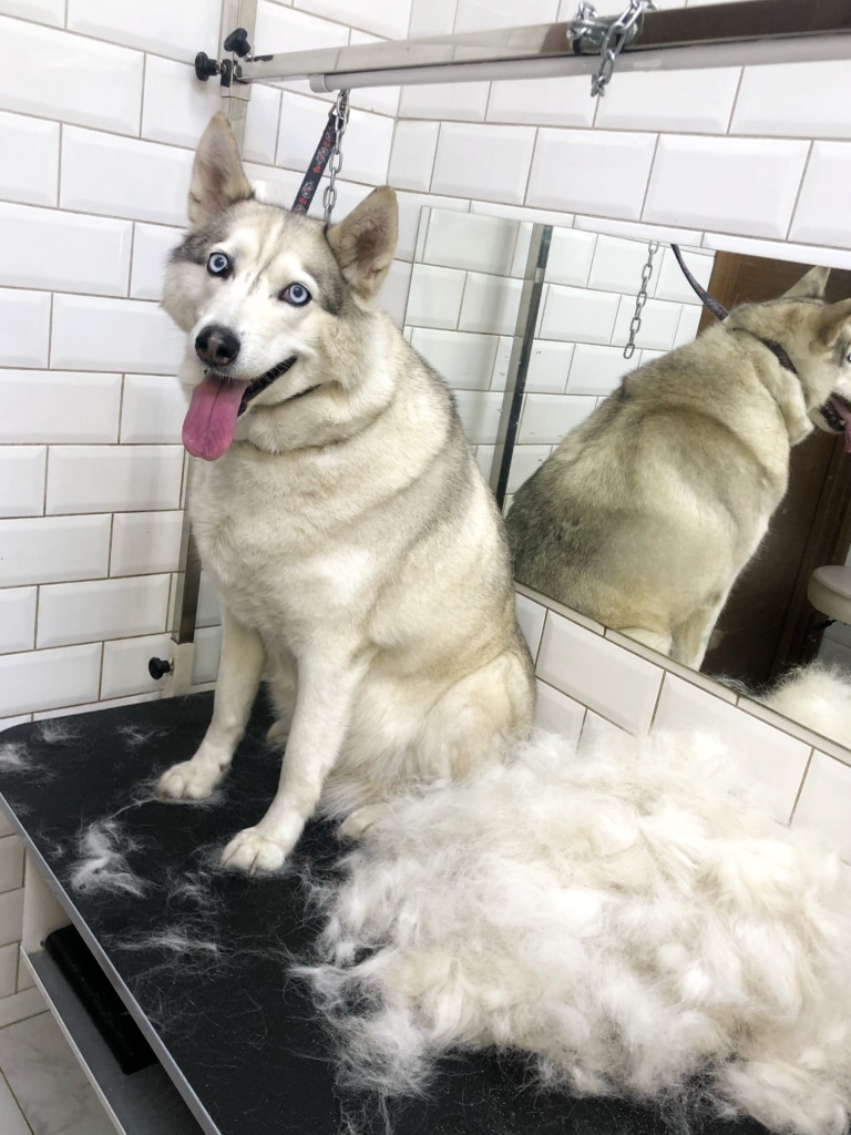 Хаскі на ринговці позує зі своїм вичісаним підшерстям у грумерській