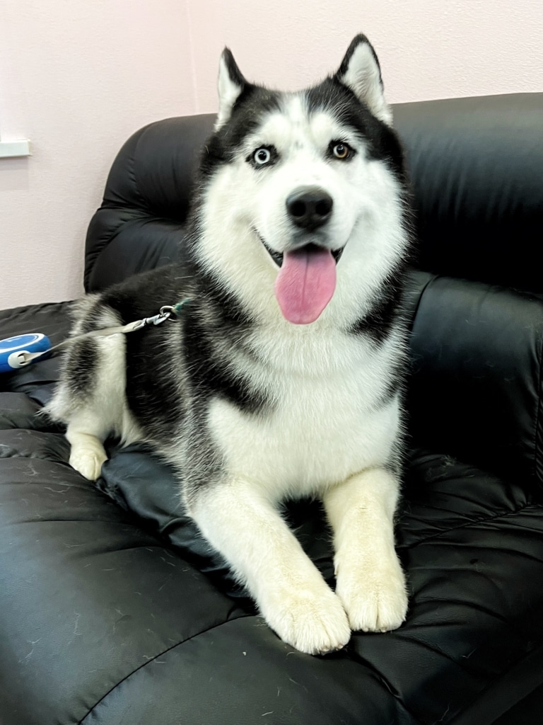 Хаскі з рулеткою розлігся на чорному шкіряному дивані