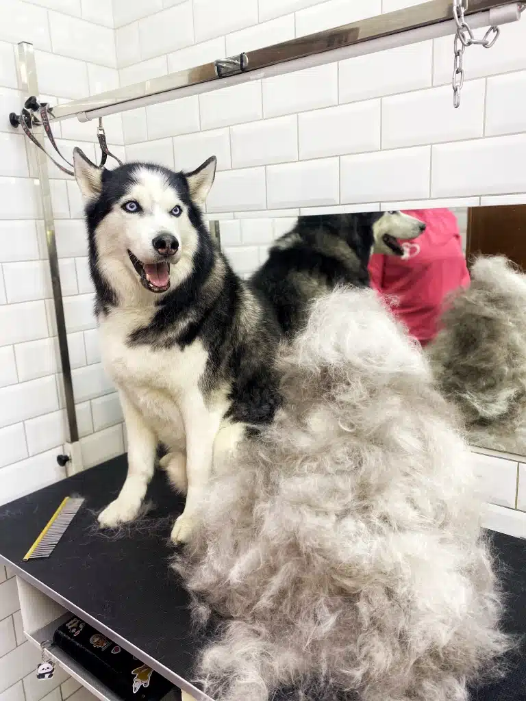 Грумер вичісав з хаскі цілу гору підшерстя в салоні