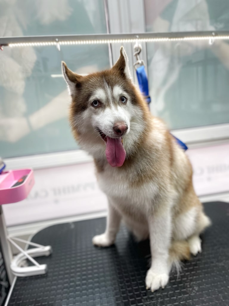 Цей хаскі прислухається до розмови грумера з помічником в салоні