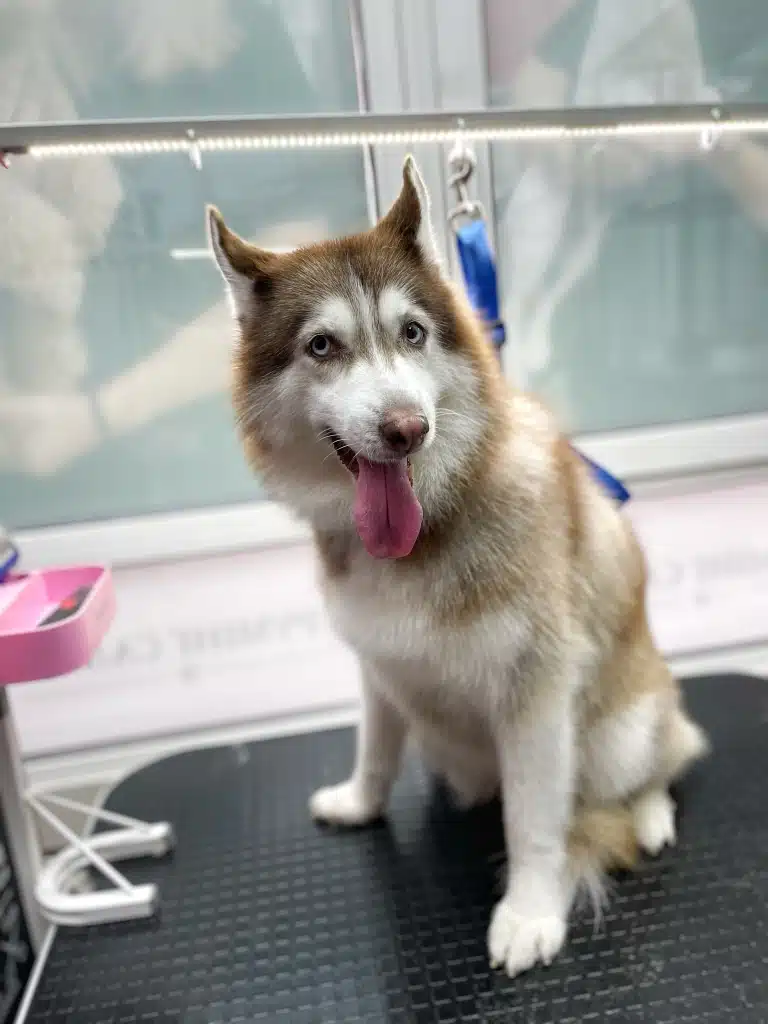 Цей хаскі прислухається до розмови грумера з помічником в салоні