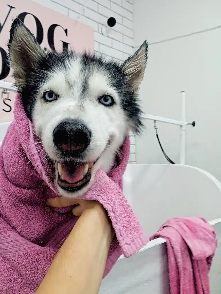 Хаскі щасливий та в рожевому рушнику сохне у ванній