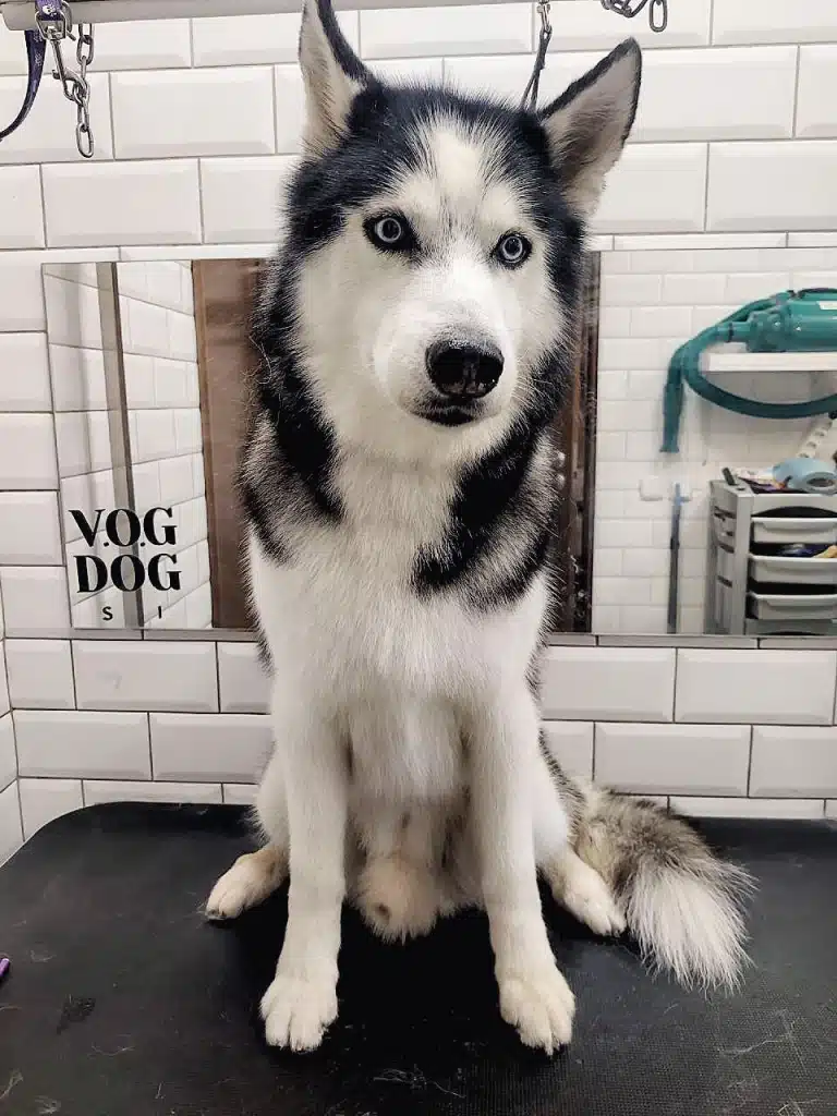 Хаскі задумався, чи власник не забуде взяти смаколики
