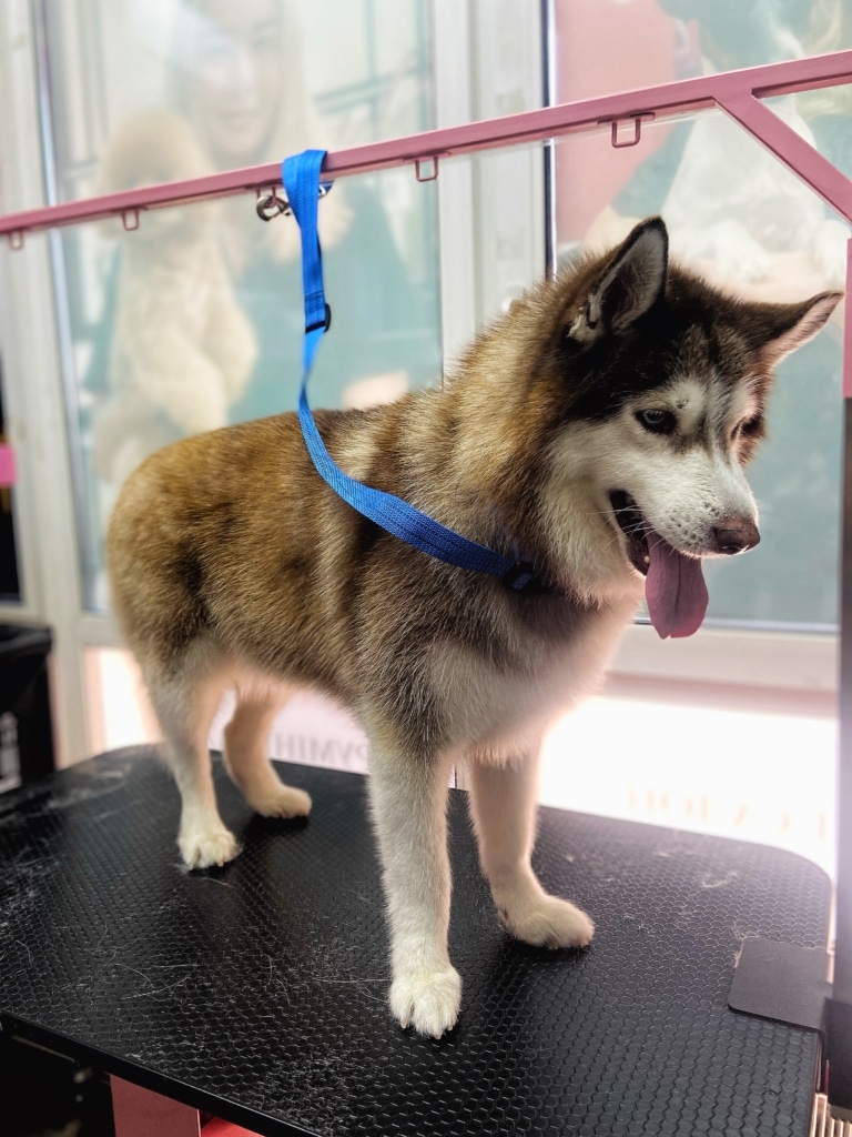 Хаскі на синій ринговці чекає на миску з водою