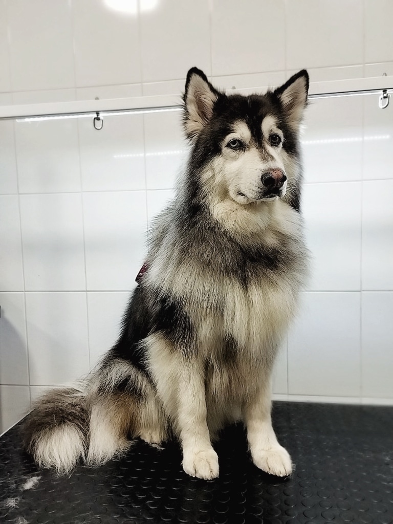 Хаскі вже готовий до експрес-линьки в професійному салоні