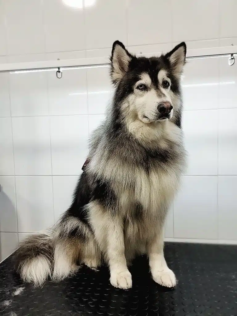 Хаскі вже готовий до експрес-линьки в професійному салоні